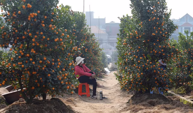 Ngoài đào, quất cũng là một loại cây ăn quả được nhiều người dân Việt Nam lựa chọn để "chơi Tết". Theo quan niệm trong văn hóa Việt Nam, một cây quất với cành lá tươi tốt và nhiều quả sẽ tượng trưng cho một năm mới tốt lành và thịnh vượng. (Ảnh: Reuters)