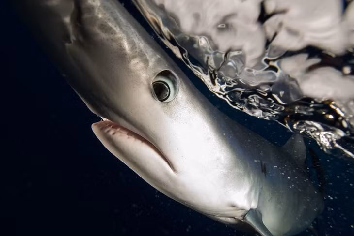 Cận cảnh cá mập xanh. (Nguồn: NatGeo)