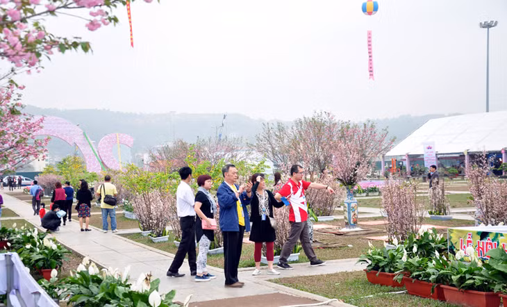 Lễ hội Hoa anh đào được tổ chức hàng năm tại TP Hạ Long lấy cảm hứng từ sự hợp tác sâu rộng giữa Quảng Ninh và Nhật Bản trên nhiều phương diện. 