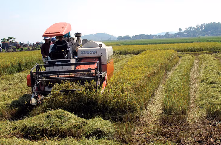 Khâu thu hoạch lúa được cơ giới hoá trên đồng đất thị xã hiện đã chiếm hơn 70% diện tích.