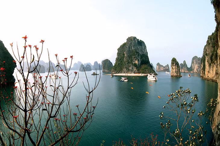 Bừng sức xuân trên Vịnh Hạ Long. Ảnh: Khánh Giang