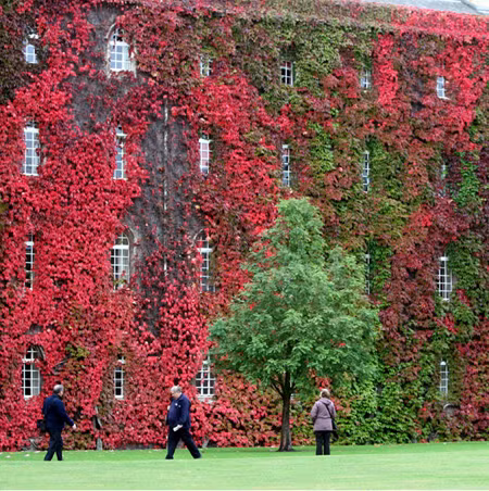 Mặt sau một tòa nhà của trường Đại học Cambridge nhuốm trọn sắc đỏ của một loài cây leo.