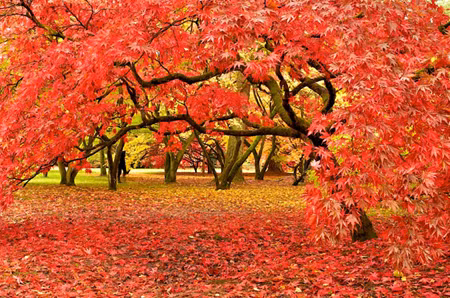 Thảm lá đỏ ở Acer Glade, Westonbirt Arboretum, Gloucestershire.