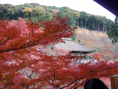 Thu Nhật Bản với những hàng phong lá đỏ rực rỡ.
