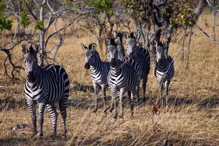  Livingstone Zoological Park ở Zambia là nơi sinh sống của hơn 1.300 động vật hoang dã và quý hiếm trên thế giới