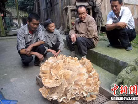 Cây nấm nặng đến 44 kg, có 16 lớp như bông hoa khổng lồ.