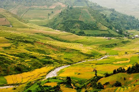 Ruộng bậc thang chủ yếu do người Mông khai khẩn ở những quả đồi thấp, độ dốc vừa phải.