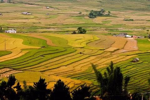 Những sóng lúa nhiều màu sắc đẹp mê hồn.