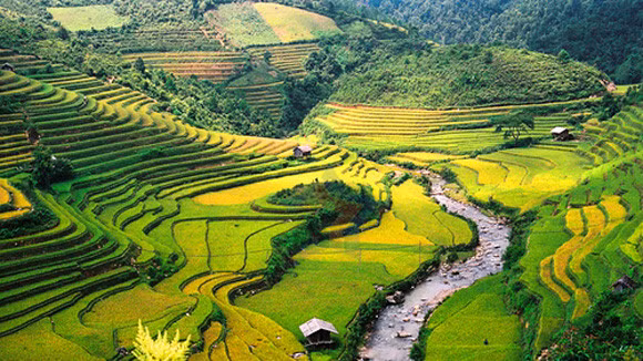 Ruộng bậc thang Hoàng Su Phì - Hà Giang (ảnh: suntravel)