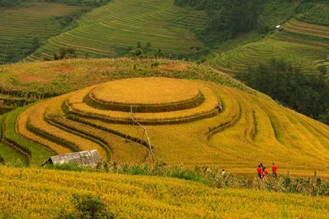 Thửa ruộng hình mâm xôi thuộc xã La Pán Tẩn là địa điểm thu hút đông du khách nhất