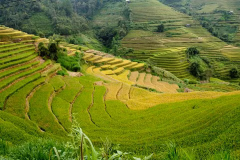 Ruộng bậc thang tại 3 xã La Pán Tẩn, Chế Cu Nha, Dế Xù Phình được xem là những danh thắng độc đáo bậc nhất Việt Nam