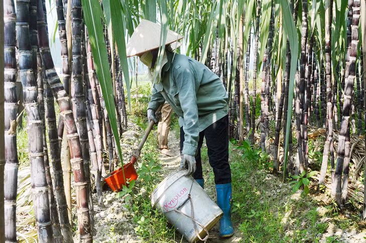Do khó khăn về đầu ra của sản phẩm, nên diện tích trồng mía của thôn Vườn Cau, xã Sơn Dương (huyện Hoành Bồ) năm nay giảm đến 30%.