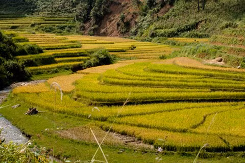 Những thửa ruộng xếp tầng, xếp lớp rất đẹp mắt.
