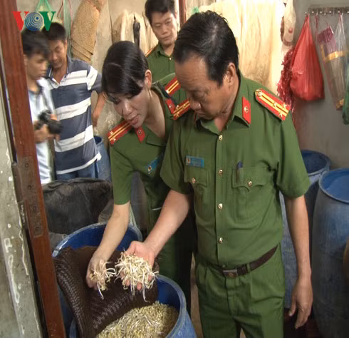 Lực lượng chức năng phát hiện cơ sở sản xuất giá đỗ dùng hóa chất để kích thích sự phát triển nhanh.