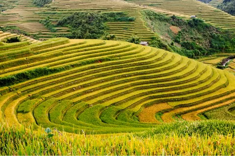 Vẻ đẹp kỳ thú vào mùa lúa chín của vùng núi Mù Cang Chải khiến du khách đã từng đến đều muốn quay lại