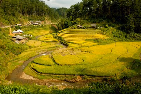 Ruộng bậc thang Mù Cang Chải với nhiều hình thù phong phú, đa dạng.