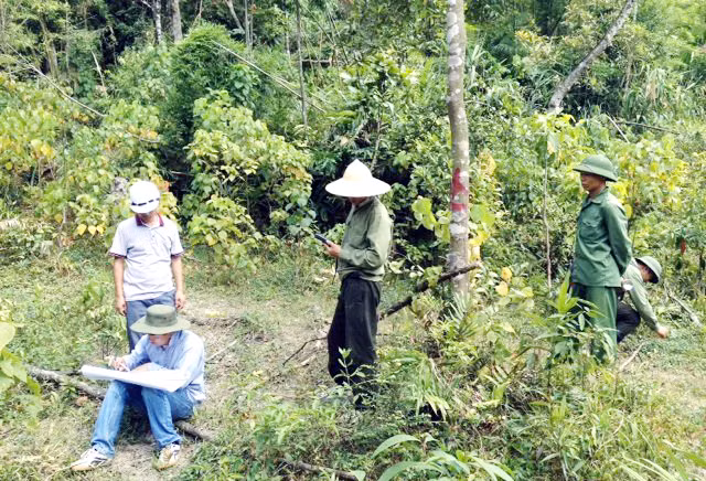 Cán bộ Ban Quản lý di tích và rừng quốc gia Yên Tử thực hiện khảo sát trữ lượng rừng.