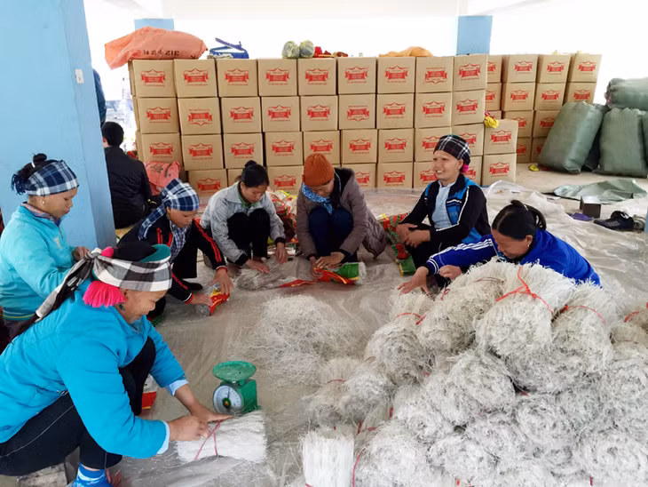 HTX Đình Trung chuyên sản xuất miến dong do CCB La A Chiu, xã Húc Động (Bình Liêu) làm chủ đã tạo nguồn thu nhập ổn định cho nhiều người dân trong xã. Ảnh: HOÀNG VIỆT DŨNG (CTV)