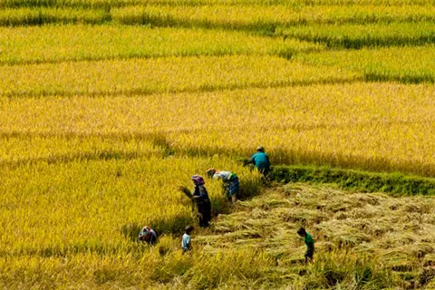 Người Mông thường làm Lễ mừng cơm mới sau khi thu hoạch.