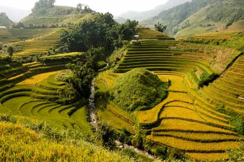 Ruộng bậc thang Mù Cang Chải có diện tích 2.300 hecta.