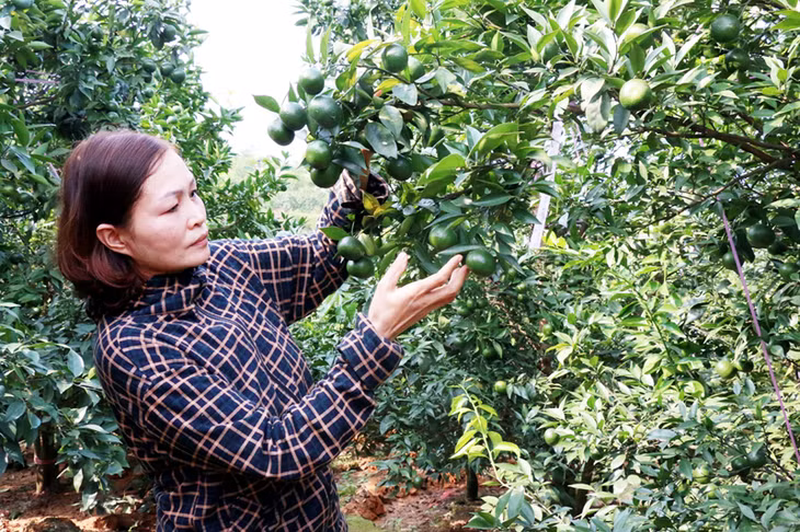 Trong những năm qua, được sự hỗ trợ của HND tỉnh về đẩy mạnh phát triển sản xuất, HND huyện Hoành Bồ đã triển khai ứng dụng các tiến bộ khoa học kỹ thuật, công nghệ vào sản xuất và nhân rộng được nhiều mô hình kinh tế hiệu quả.