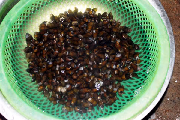 Ốc khe Bình Liêu nhỏ bằng ngón tay, 1kg ốc khe có giá từ 30.000-40.000 đồng.