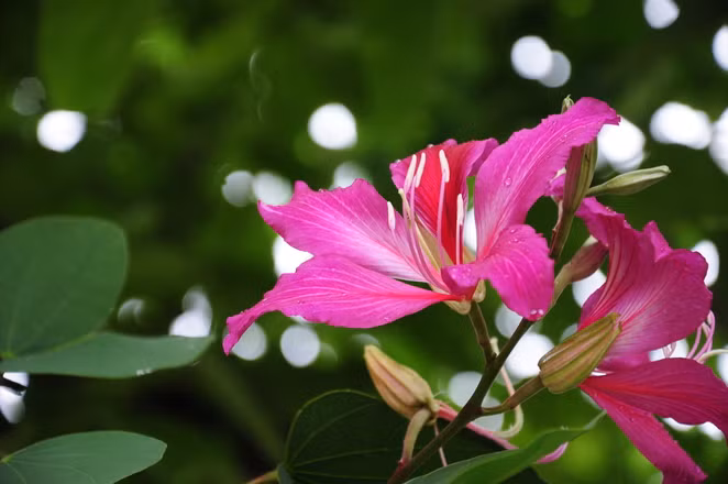 Hoa ban hay hoa móng bò nở muộn.