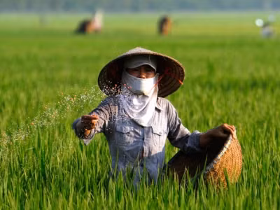 Người nông dân đang rắc phân bón cho lúa tại cánh đồng lúa xã Song Hồ-Thuận Thành-Bắc Ninh. Ảnh: Ngọc Châu.