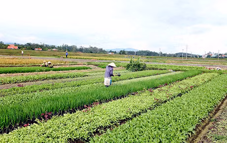 Bà con chăm sóc rau màu tại cánh đồng rau an toàn phường Cộng Hoà, TX Quảng Yên.