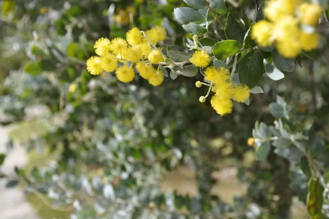 Không thể không nhắc đến hoa Mimoza, loài hoa đặc biệt của mảnh đất này.