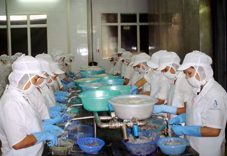 Chế biến mực nguyên liệu tại Công ty CP XNK thuỷ sản Quảng Ninh.