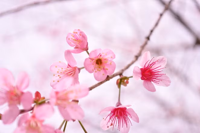Mai anh đào, loài hoa được trồng quanh hồ Xuân Hương và nhiều con đường tại Đà Lạt.