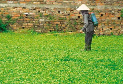 Một nông dân đang phun thuốc sâu cho rau đã phát triển cao. Ảnh: M.H