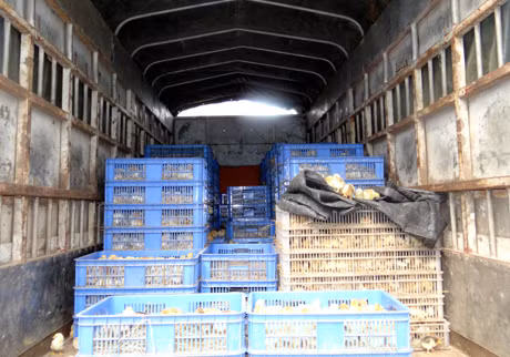 Vận chuyển 16.000 con gà giống nhập lậu ảnh 1 Vận chuyển 16.000 con gà giống nhập lậu ảnh 1