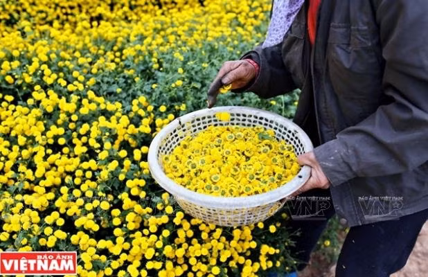 Trung bình một người mỗi ngày hái được khoảng 15-30kg hoa tươi.