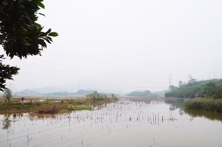 Năm 2014 ông Hào trồng sen lấy hạt trên thửa đất số 100 do Nhà nước quản lý. Hiện ông chỉ còn đề nghị hỗ trợ về cây trồng.