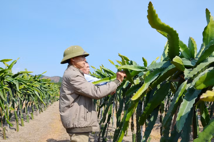 Vườn thanh long ruột đỏ công nghệ trồng giàn Đài Loan của gia đình ông Đinh Văn Sáng, thôn Nam Hả Ngoài, xã Nam Sơn.