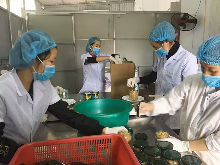 Công nhân Công ty TNHH Sản xuất và thương mại thủy sản Quảng Ninh đóng gói ruốc hàu