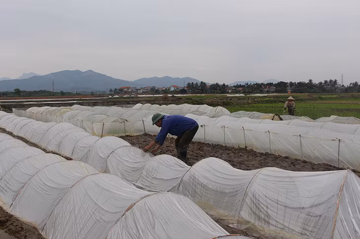 Nông dân Đông Triều căng bạt che phủ chống rét cho cây trồng (Ảnh: Thu Trang-CTV)
