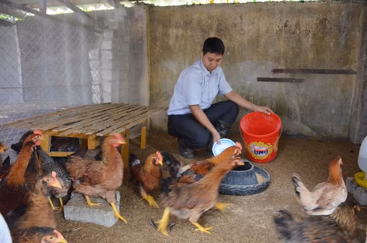 Trường Cao đẳng Nông lâm Đông Bắc nhân thuần giống gà Bang Trới