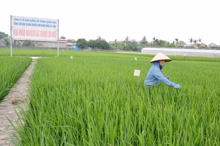 Công ty CP Giống cây trồng Quảng Ninh thực hiện một số nhiệm vụ KH&CN trong khảo nghiệm các giống lúa mới