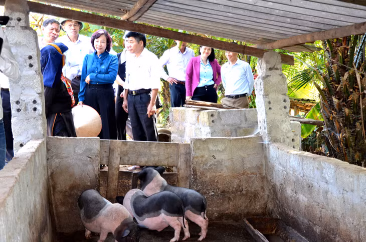Đồng chí Vũ Thị Thu Thủy, Phó Chủ tịch UBND tỉnh kiểm tra mô hình thực hiện trong Đề án 196 tại xã Khe Phương, huyện Hoành Bồ. Ảnh: Phương Thúy 