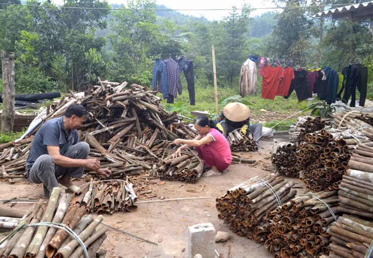 Người dân xã Đồng Sơn, Hoành Bồ khai thác nguồn lợi từ rừng sản xuất trồng quế 
