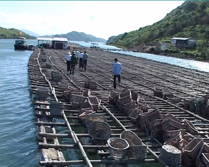 Hiện nay huyện Đầm Hà đang tập trung phát triển mũi nhọn kinh tế thủy sản (Trong ảnh: Nuôi nhuyễn thể tại xã Tân Lập, Đầm Hà).
