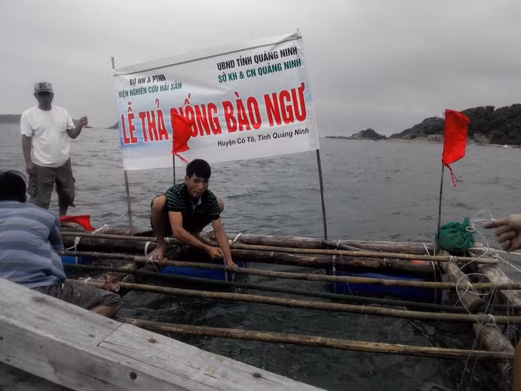 Thả giống bào ngư