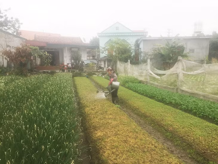 Nông dân phường Cộng Hòa hăng hái sản xuất rau vụ tết