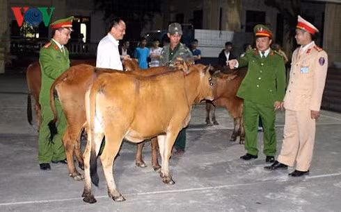Lực lượng chức năng bàn giao lại 5 con bò bị mất cắp cho gia đình ông Tuấn.