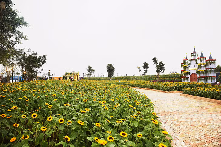 Vườn hoa hướng dương