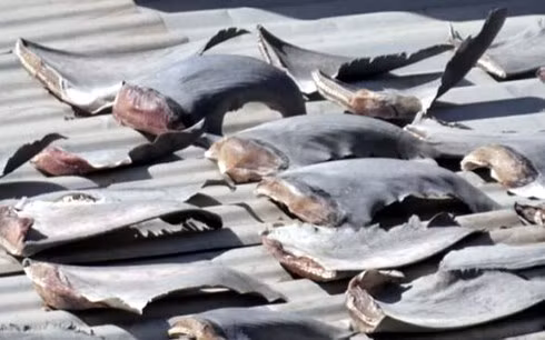 Hình ảnh vây cá mập phơi trên nóc nhà. (Ảnh minh họa: Internet)