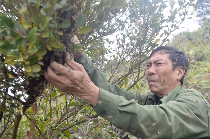 Ông Bách tìm ong chúa để gom đàn.